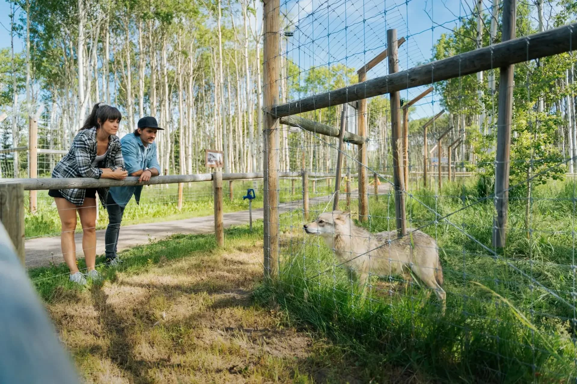 Wolfdog Sanctuary – Self Guided