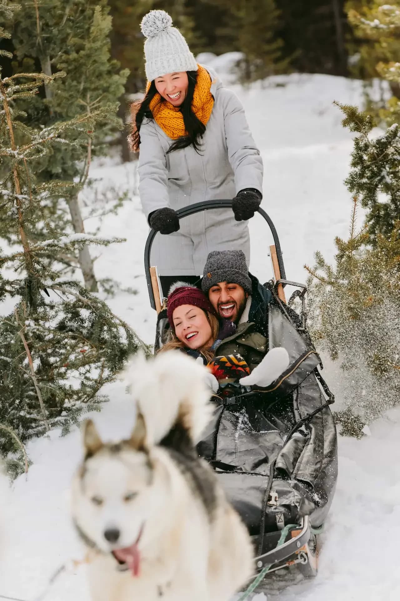 Winter dogsledding near Canmore