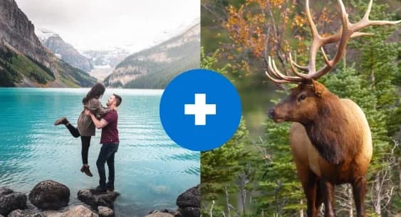 Wildlife Tour + Lake Louise & Moraine Lake Tour