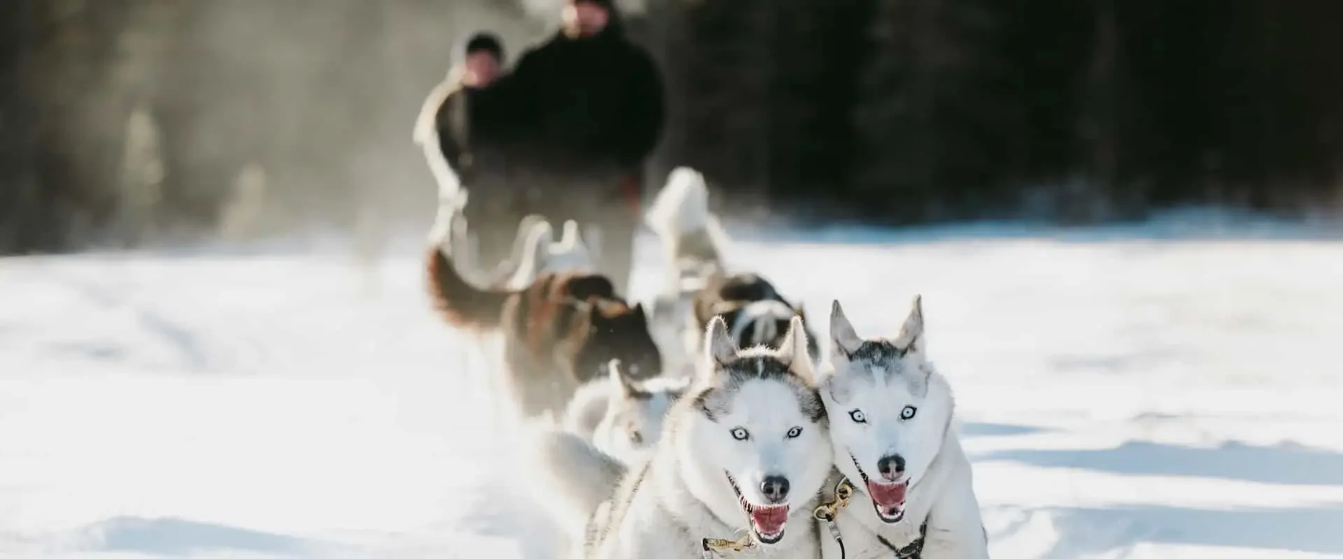 Dogsledding – Powder Hound 2 Hrs