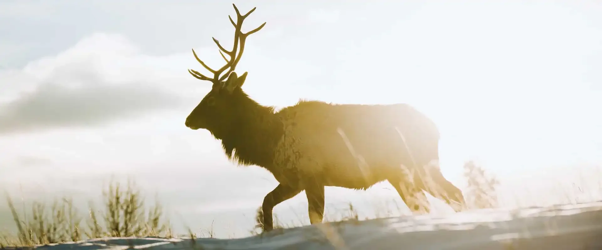Where to See Wildlife in Banff: Advice From Local Experts