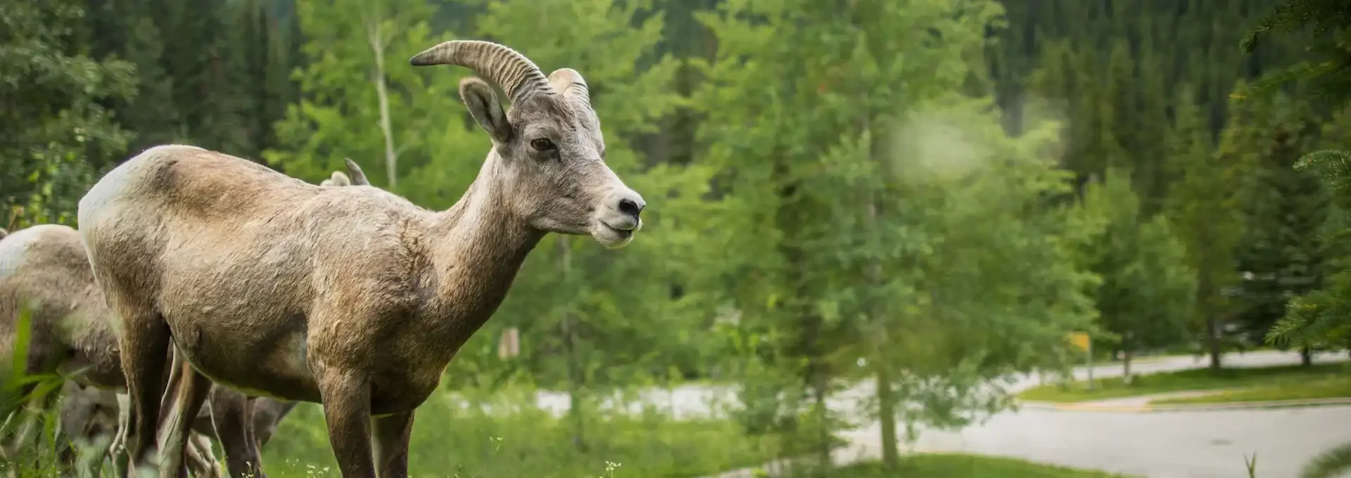 2019 Wildlife Sightings in Banff
