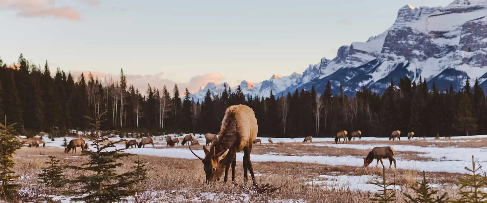 Banff Evening Wildlife Safari